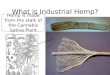 What is Industrial Hemp? Hemp is made from the stalk of the Cannabis Sativa Plant