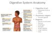 Digestive System Anatomy Digestive tract – Alimentary tract or canal – GI tract Accessory organs – Primarily glands Regions – Mouth or oral cavity – Pharynx