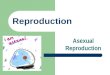 Reproduction Asexual Reproduction. New organisms develop from cells of the parent â€“ identical to parent