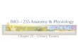 BIO – 255 Anatomy & Physiology Chapter 25 – Urinary System