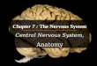 Chapter 7 : The Nervous System Central Nervous System, Anatomy