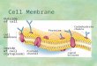 Cell Membrane Outside of cell Inside of cell (cytoplasm) Cell membrane Proteins Protein channel Lipid bilayer Carbohydrate chains