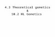 4.3 Theoretical genetics & 10.2 HL Genetics. 4.3 Theoretical genetics: Objectives 1- Define genotype, phenotype, dominant allele, recessive allele, codominant