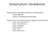 Subphylum Vertebrata Superclass Agnatha (jawless vertebrates) Class Myxini Class Cephalaspidomorphi Superclass Gnathostomata (jawed vertebrates) Class