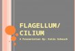 F LAGELLUM /C ILIUM A Presentation By: Katie Scheuch