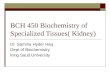 BCH 450 Biochemistry of Specialized Tissues( Kidney) Dr. Samina Hyder Haq Dept of Biochemistry King Saud University