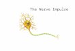 The Nerve Impulse. The nerve impulse This is the electrical signal which is transmitted by the neurones around the nervous system. See Interactive Tutorial