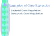 Regulation of Gene Expression Bacterial Gene Regulation Eukaryotic Gene Regulation
