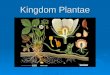 Kingdom Plantae. Basic Characteristics  Organisms within Kingdom Plantae are multicellular, eukaryotic, autotrophic and they lack mobility.  Plants