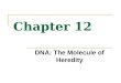 Chapter 12 DNA: The Molecule of Heredity. Objectives Analyze the structure of DNA Determine how the structure of DNA enables it to reproduce itself accurately
