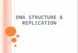 DNA S TRUCTURE & R EPLICATION W HAT IS DNA ? Organic molecule Nucleic acid