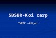 SBSBR-Koi carp TNFDC -Aliyar. TNFDC Aliyar –Koi carp report 2 SBSBR Installation