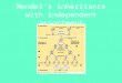 Mendel’s inheritance with independent assortment