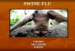 SWINE FLU V.NEHRU ART CENTER KARUR. INTRODUCTION Swine flu is a respiratory disease of pigs caused by type A Influenza virus Swine flu is a respiratory