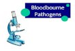 Bloodbourne Pathogens. Standard Precautions  Hand washing  Gloves  Environmental control