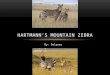 By: Delaney HARTMANN’S MOUNTAIN ZEBRA. HABITAT The Hartmann Mountain Zebra’s habitat is dry, stony mountain’s and hills