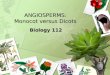 ANGIOSPERMS: Monocot versus Dicots Biology 112. Monocots & Dicots Botanists are able to divide the 235,000 species of angiosperms into two large groups