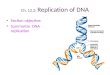 Ch. 12.2: Replication of DNA Section objective: Summarize DNA replication