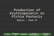 Production of Erythropoietin in Pichia Pastoris Eporis – Team 15 ProblemBackgroundTeamDesign NormsDesign Alternatives