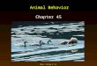 Mader: Biology 8 th Ed. Animal Behavior Chapter 45