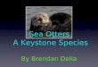 Sea Otters A Keystone Species By Brendan Delia. Basic Info about Sea Otters SCIENTIFIC CLASSIFICATION: Kingdom: Animalia Phylum: Chordata Subphylum: Vertebrata