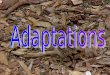 Adaptations  Defined: Any trait that aids the chances of survival and reproduction  Increases an organisms fitness to the environment  Increases