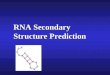 RNA Secondary Structure Prediction. 16s rRNA RNA Secondary Structure Hairpin loop Junction (Multiloop)Bulge Single- Stranded Interior Loop Stem Image–