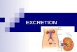 EXCRETION. Structure and Function Lesson 1 Do Now Watch the video: Brain Pop - Urinary System and complete the multiple choice worksheetBrain Pop - Urinary
