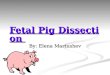 Fetal Pig Dissection Fetal Pig Dissection By: Elena Martushev