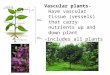 Vascular plants- Have vascular tissue (vessels) that carry nutrients up and down plant -includes all plants that grow in height