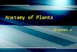 Anatomy of Plants Chapter 4. Prokaryotes No membrane enclosed organelles Considered primitive Examples: Bacteria & Blue green algae