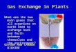 Gas Exchange in Plants What are the two main gases that all organisms on earth need to exchange back and forth between themselves and the environment?