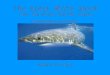 The Great White Shark (aka The White Pointer Shark) carcharodon carcharias Audra Hinton