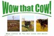 Iowa Beef Industry Council What cattle do for our lives and world