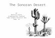The Sonoran Desert BY Melissa Haile Kindergarten Teacher Yuma School District One Yuma, AZ