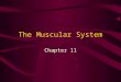 The Muscular System Chapter 11. Please Note: The muscular system includes all the skeletal muscles that can be controlled voluntarily. There are about