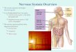 Nervous System Overview The nervous system is the body’s electrical system It is broadly divided into two parts:  Central nervous system = CNS (brain