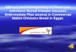 Efficacy and Pathogenicity of Three Live Infectious Bursal Disease Vaccines (Intermediate Plus strains) in Commercial Native Chickens Breed in Egypt