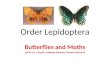 Order Lepidoptera Butterflies and Moths ppt by Dr. J. Snyder, Professor Emeritus, Furman University