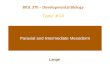 Paraxial and Intermediate Mesoderm Lange BIOL 370 â€“ Developmental Biology Topic #14