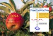DNA Replication, Transcription and Translation Structure of DNA and RNA DNA Deoxyribonucleic Acids are nucleotides made of: –Base pairs (Adenine, Thymine,