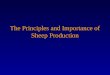 The Principles and Importance of Sheep Production