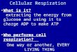 Cellular Respiration What is it? extracting the energy from glucose and using it to charge ADP to make ATP Who performs cell respiration? One way or another,