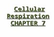 Cellular Respiration CHAPTER 7. When is ATP Made in the Body? During a Process called Cellular Respiration that takes place in both Plants & Animals What