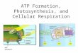 ATP Formation, Photosynthesis, and Cellular Respiration ATP Synthase