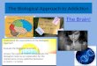The Biological Approach to Addiction The Brain! Understand the Assumptions of the Biological Approach Evaluate the Biological Approach Answer the exam