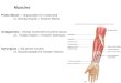 Muscles Prime Mover = responsible for movement i.e. Biceps brachii = forearm flexion Antagonists = resists movement of prime mover i.e. Triceps brachii