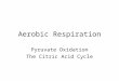 Aerobic Respiration Pyruvate Oxidation The Citric Acid Cycle