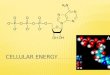 The Process that Uses the Sun’s energy to make simple sugars  Two Stages  Light dependent reactions  Light independent reactions (Calvin Cycle)