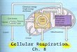 Cellular Respiration Ch. 8. How we get Energy from Light Cellular respiration is just a series of steps where energy is transfer between different molecules